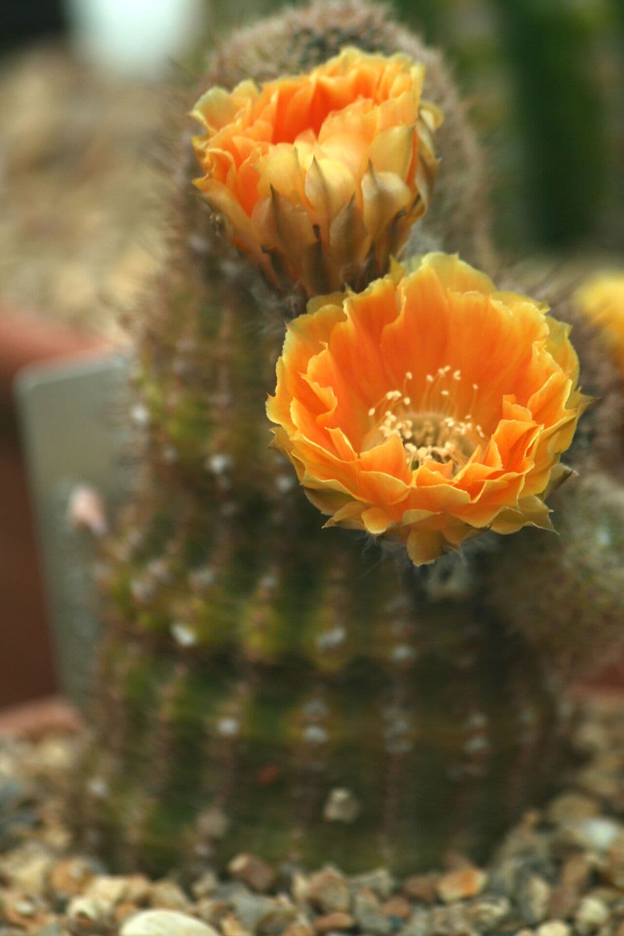 Echinopsis