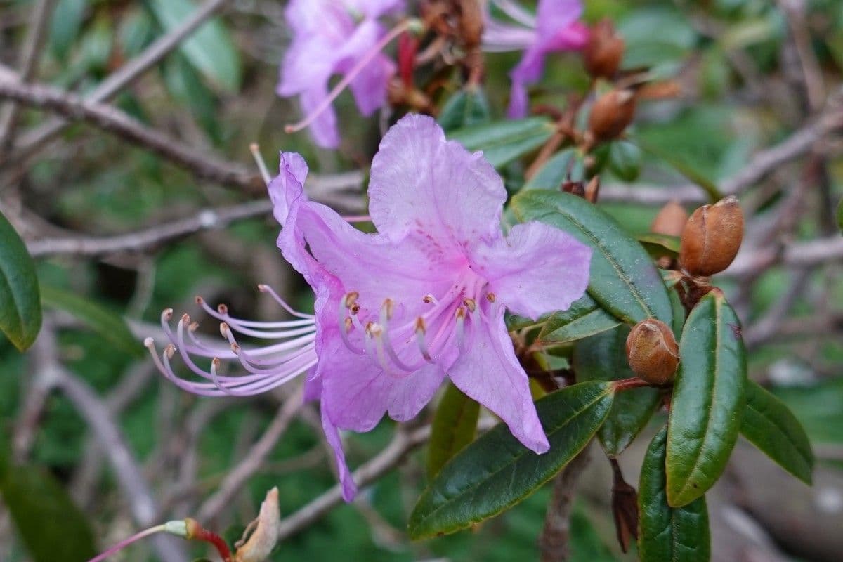 Rododendro 4