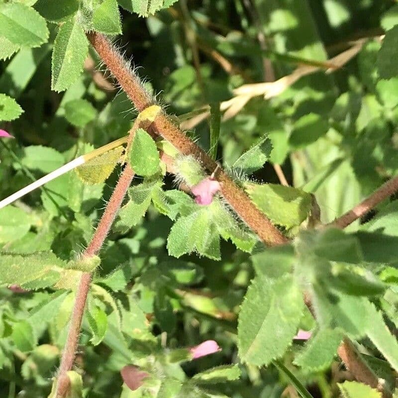 Ononide spinosa 24