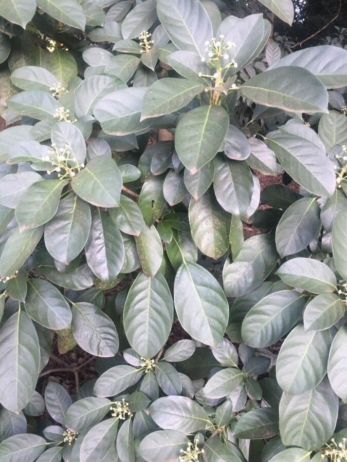 Dendropanax 7