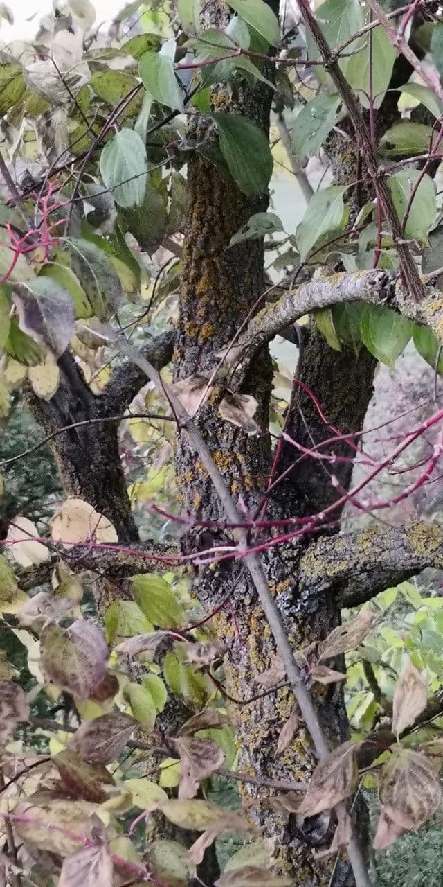 Cornus di Walter 7