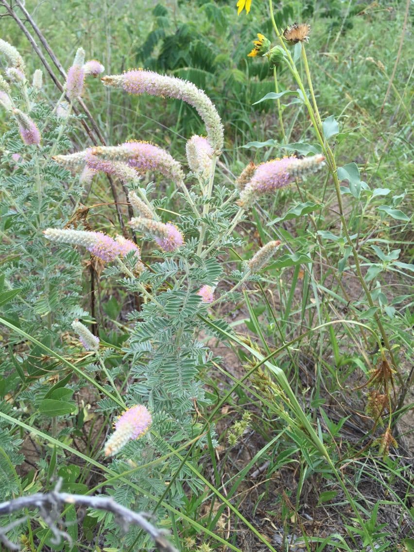 Dalea 3