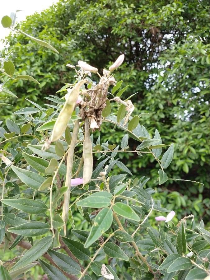 Mundulea sericea