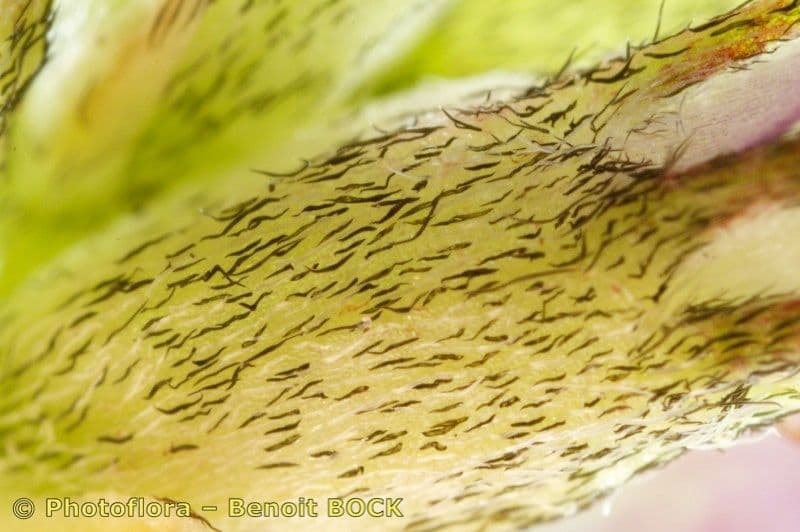 Astragalus 19