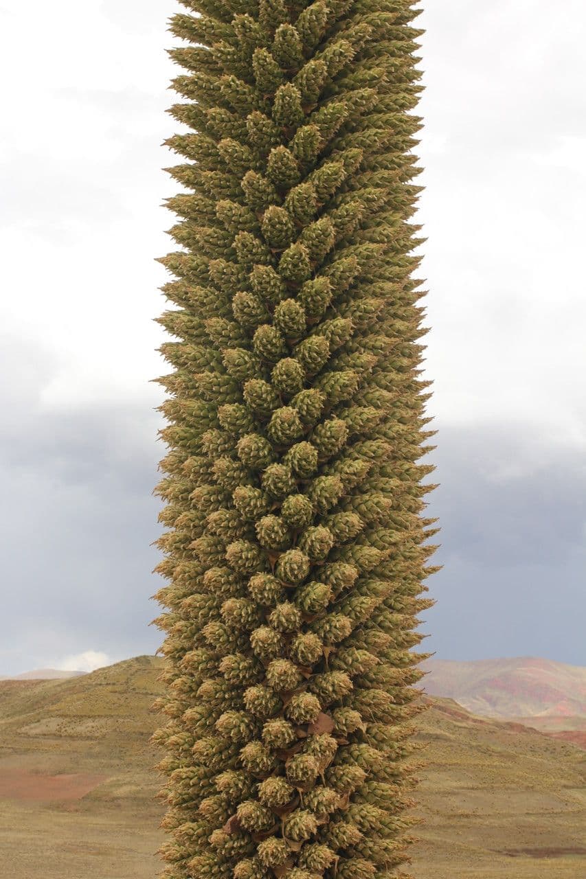 Puya raimondii 4