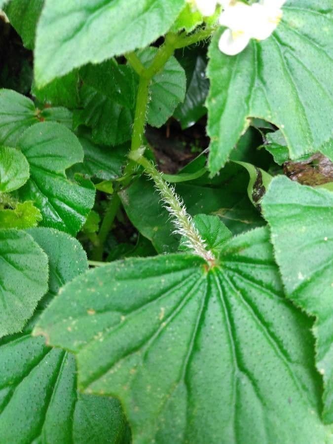 Begonia 26