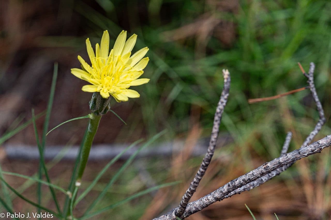 Scorzonera graminifolia 5
