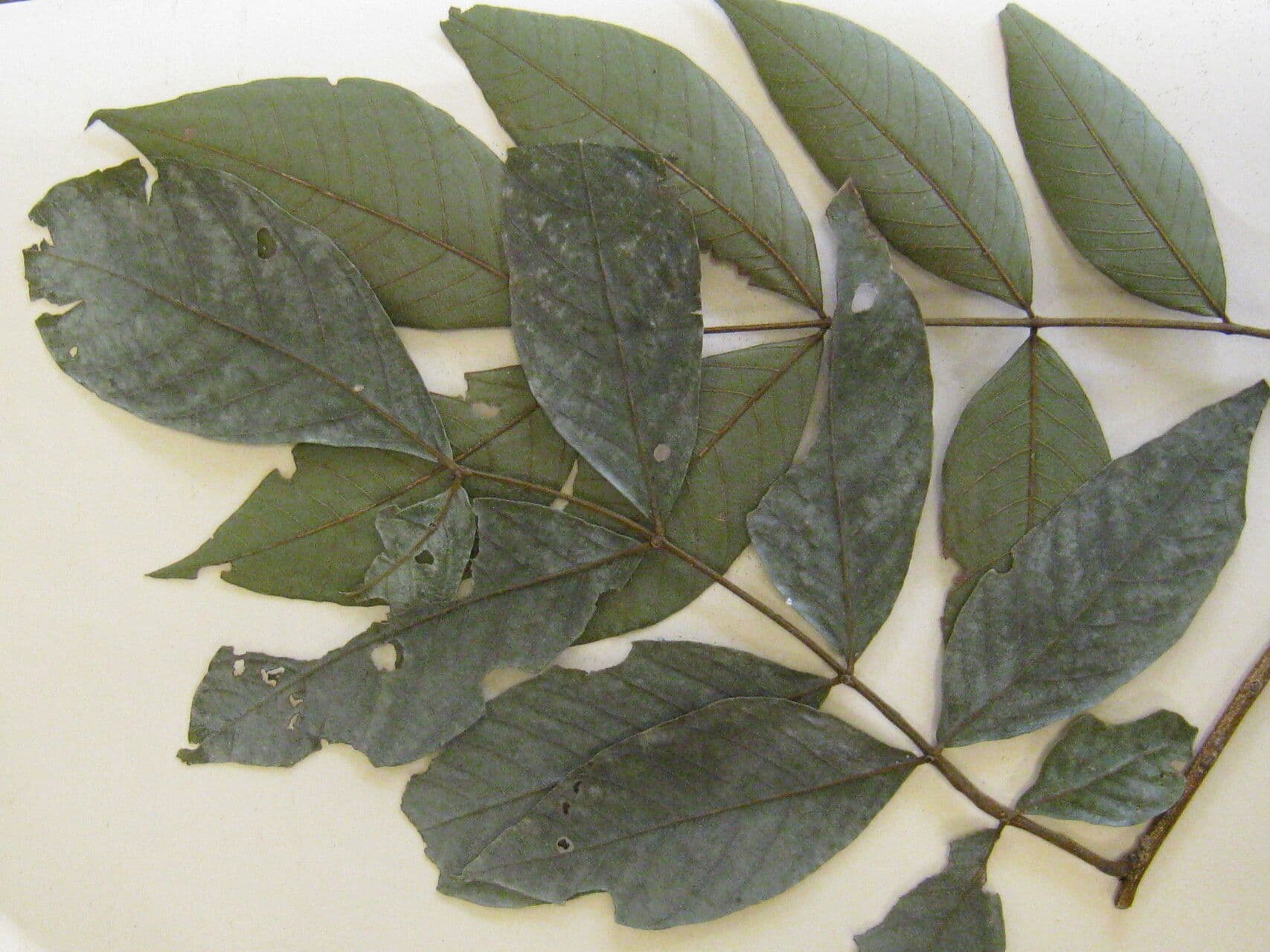 Inga 8