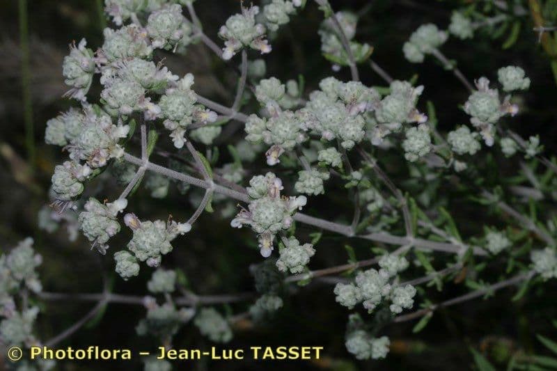 Teucrium lusitanicum 6
