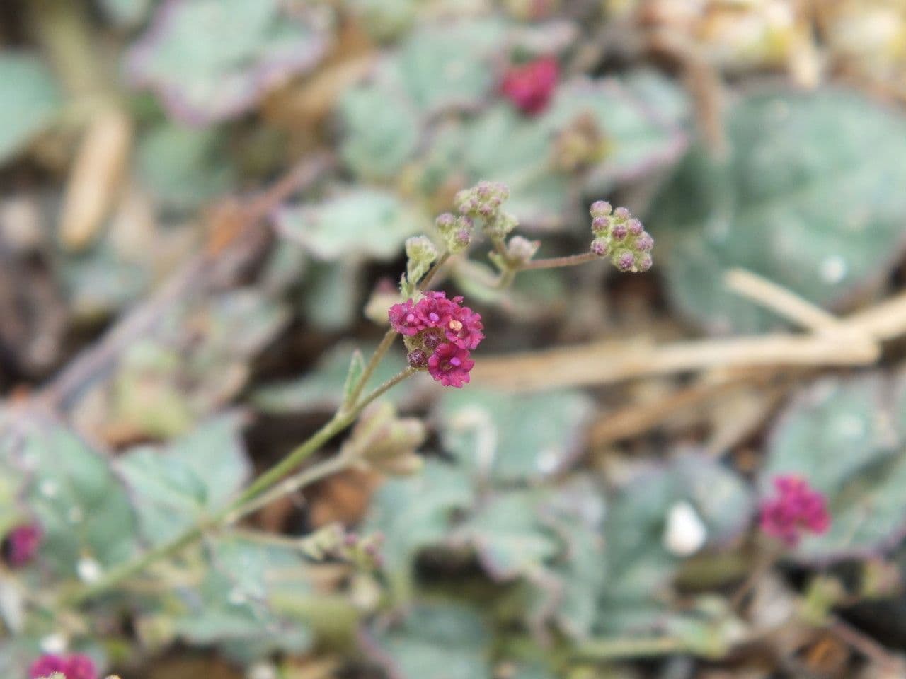 Boerhavia scarlatta 12