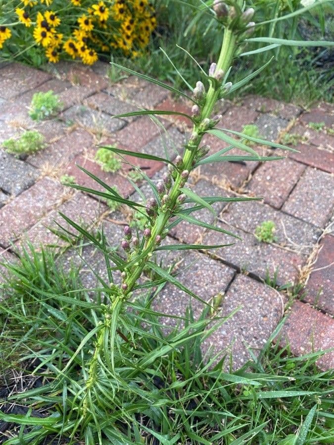 Liatris aspra 12