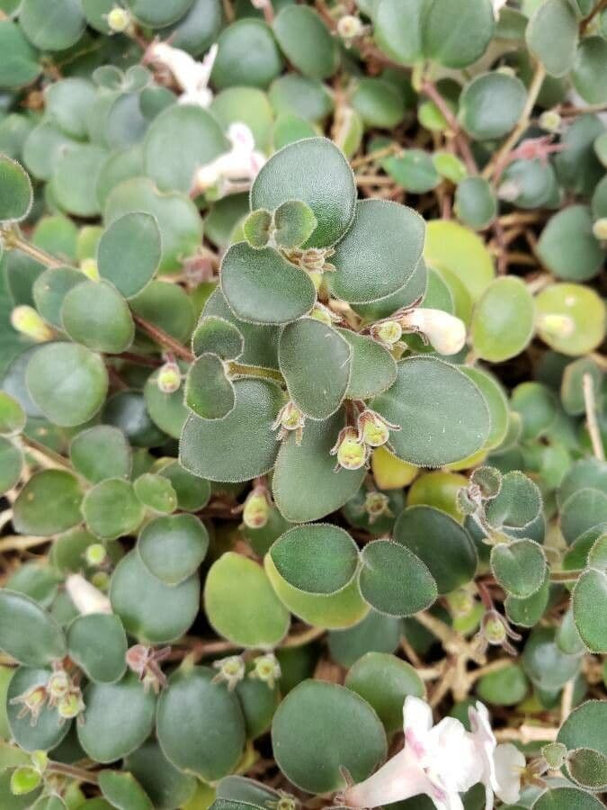 Codonanthe 7