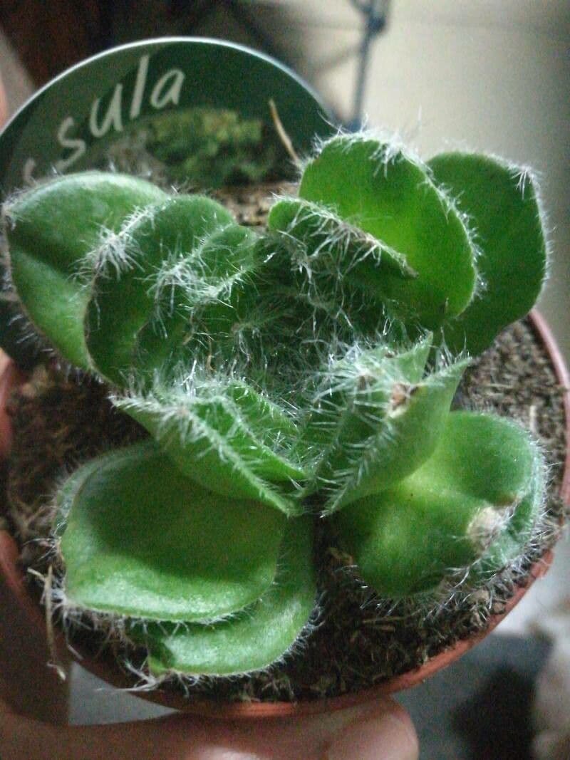 Crassula 3