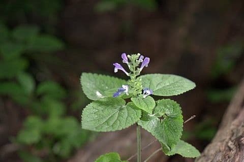 Scutellaria ovata 9