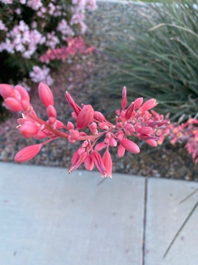 Hesperaloe 6