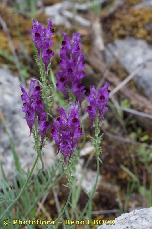 Linaria 7