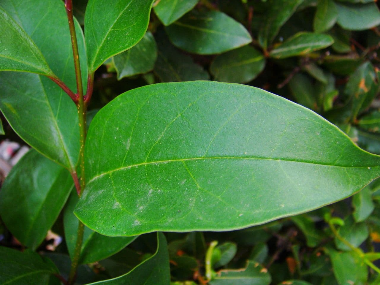 Plumbago auriculata 20