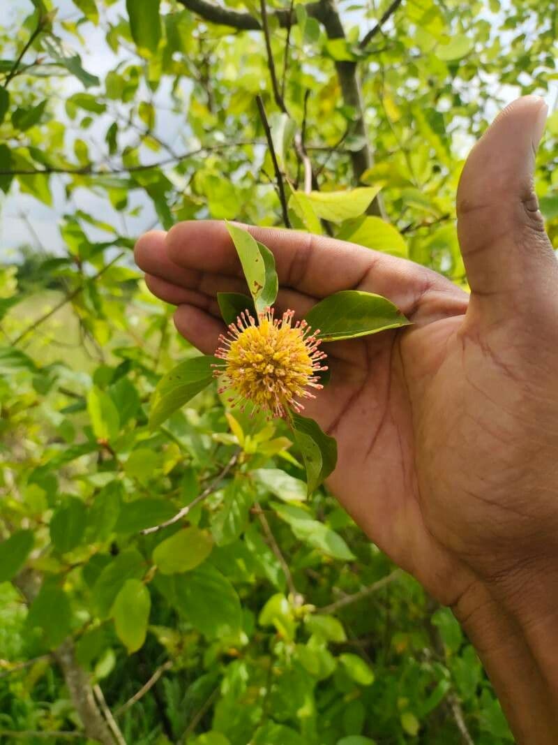 Mitragyna inermis 2