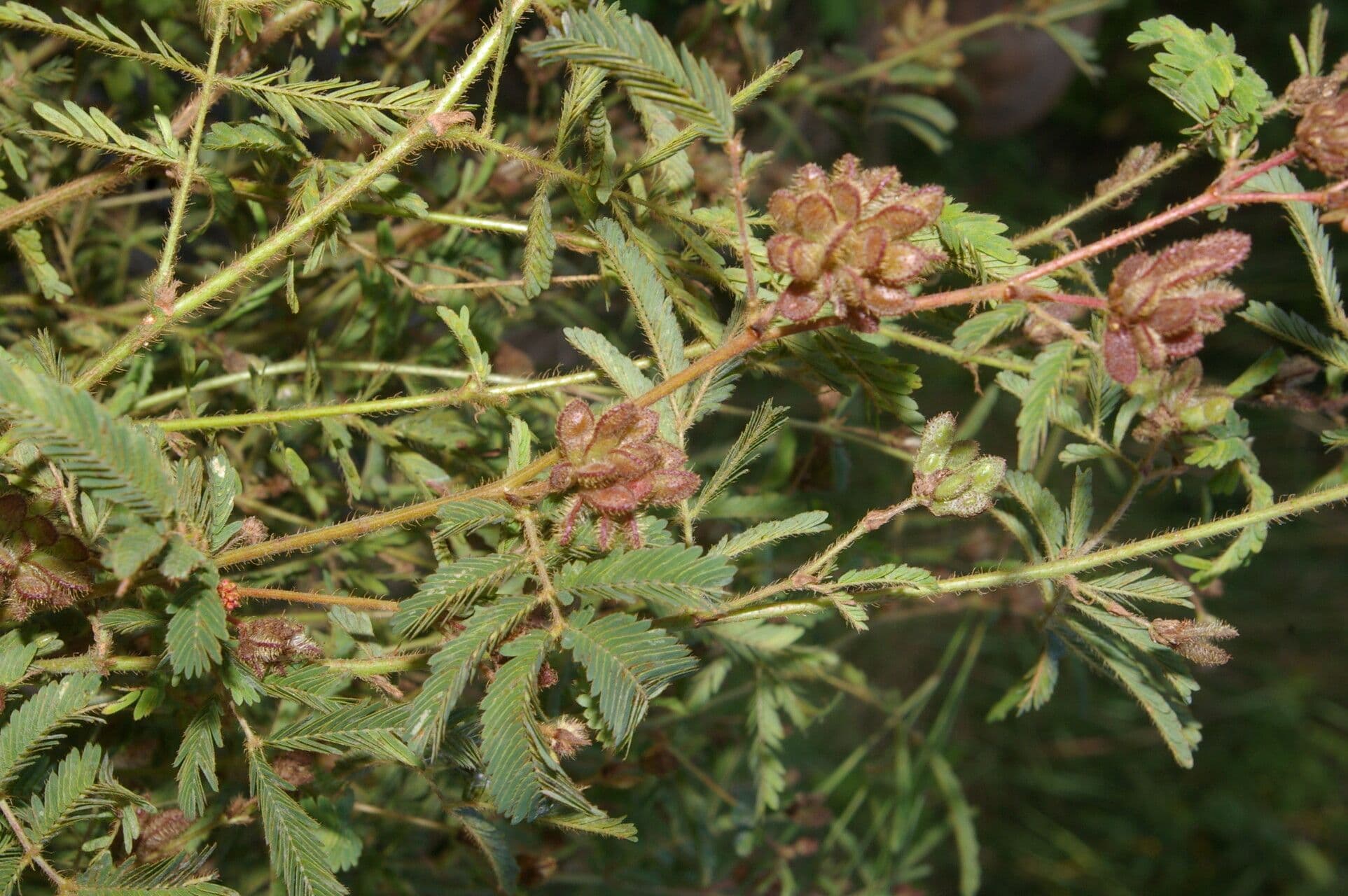 Mimosa 3