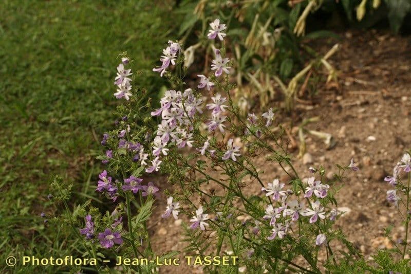 Schizanthus pinnatus 11