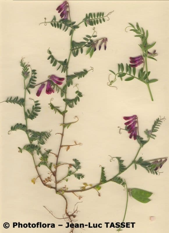 Bengalkichererbse 27
