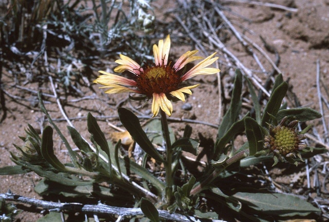 Gaillardia pennatifida 11