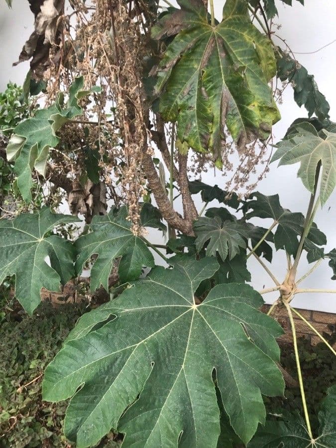 Tetrapanax papyrový 26