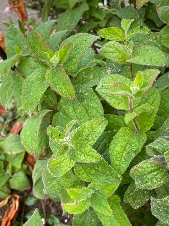 Salvia patens 11