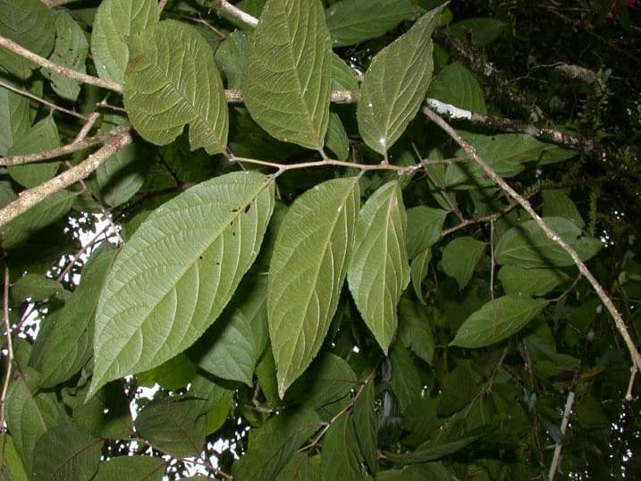 Casearia 9