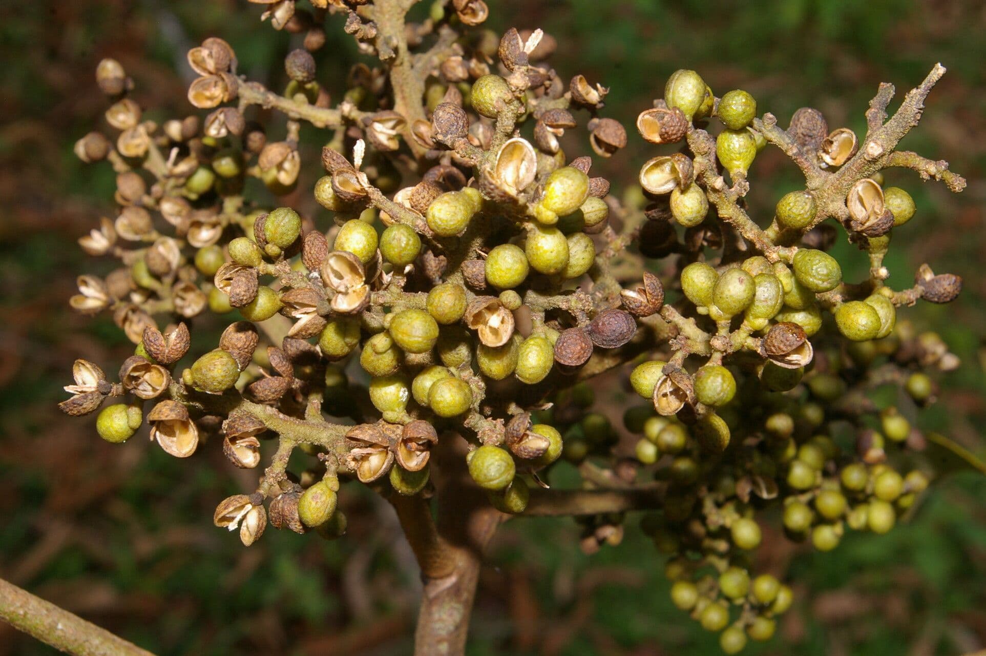 Zanthoxylum 3