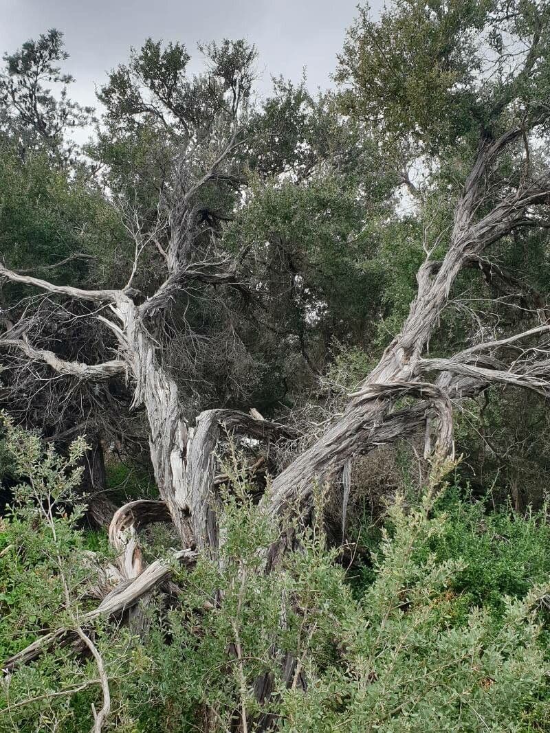 Leptospermum laevigatum 21