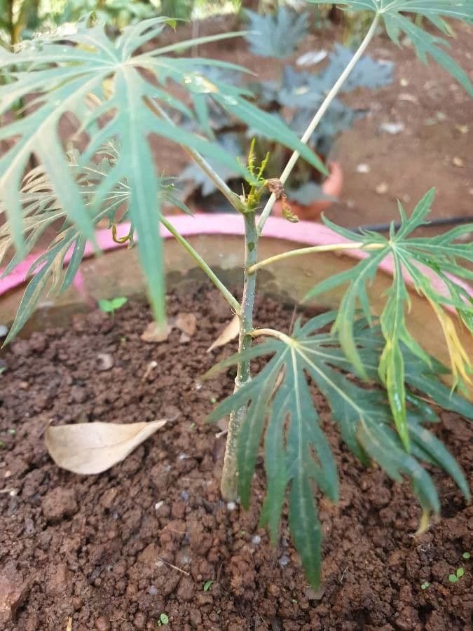 Pianta di corallo 21