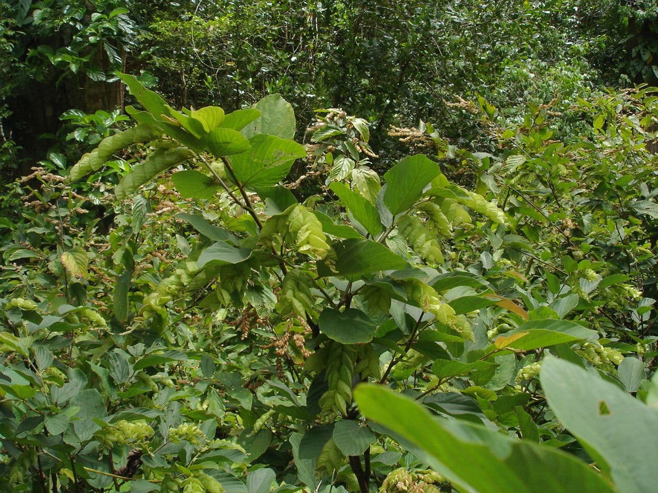Flemingia strobilifera 25