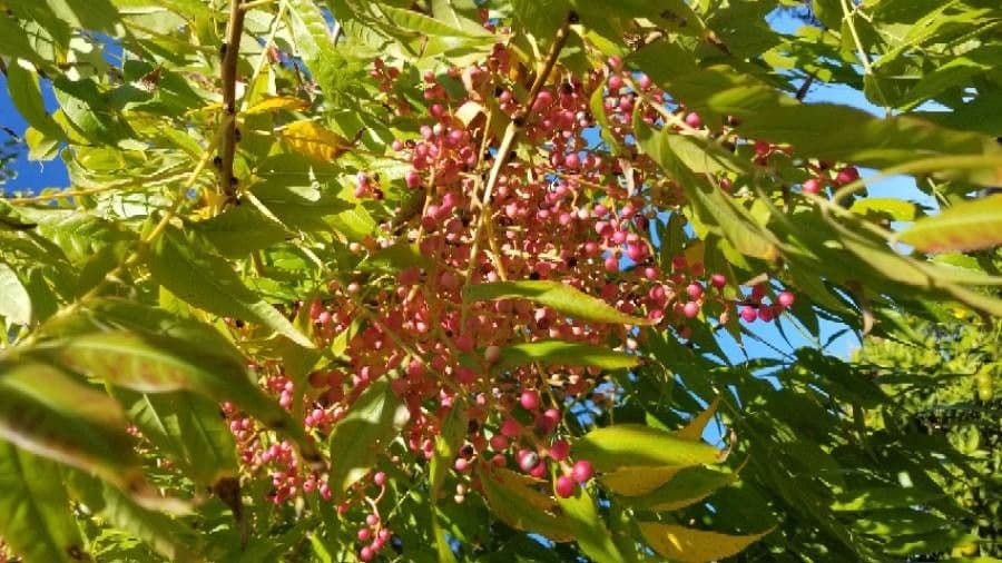 Pistacchio cinese 4