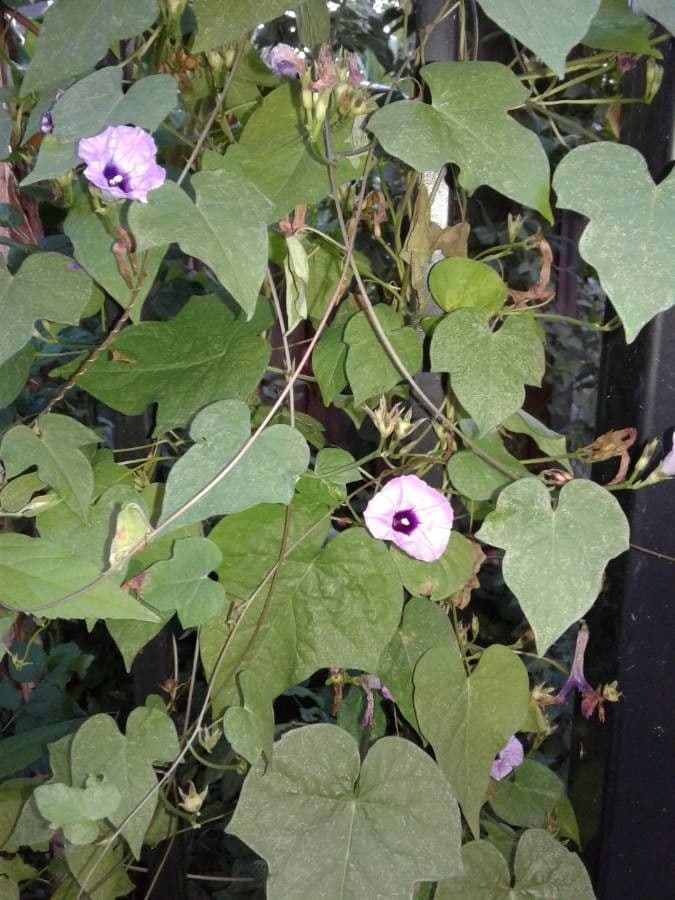 Herzblättrige Prunkwinde 7