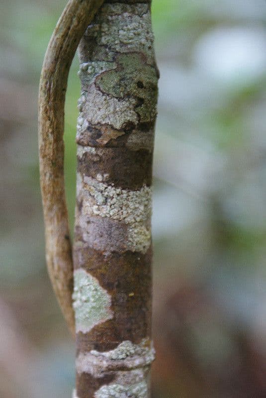Acalypha 19