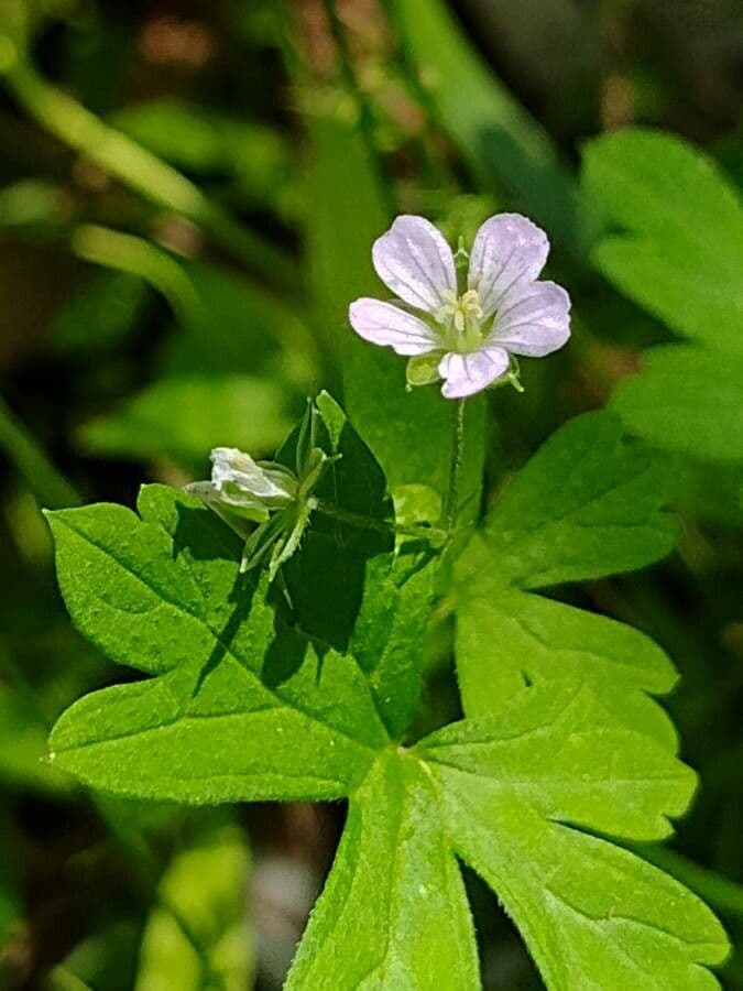 Géranium de Homean 4