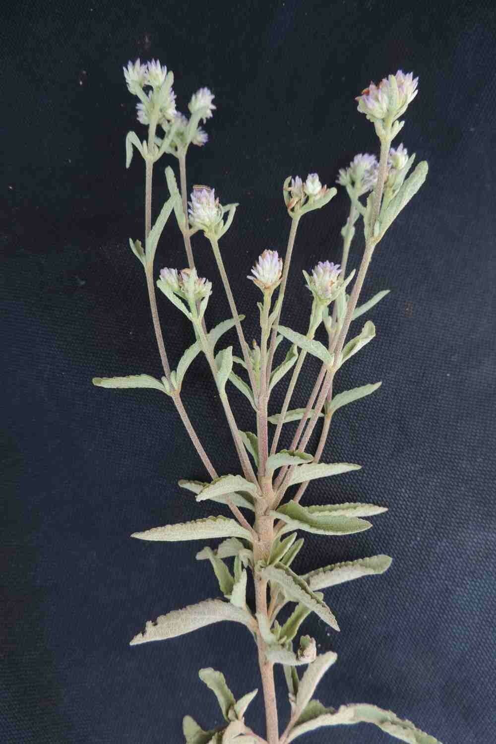 Chromolaena horminoides