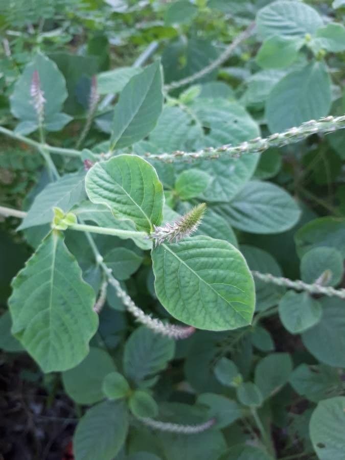 Achyranthes aspera 19