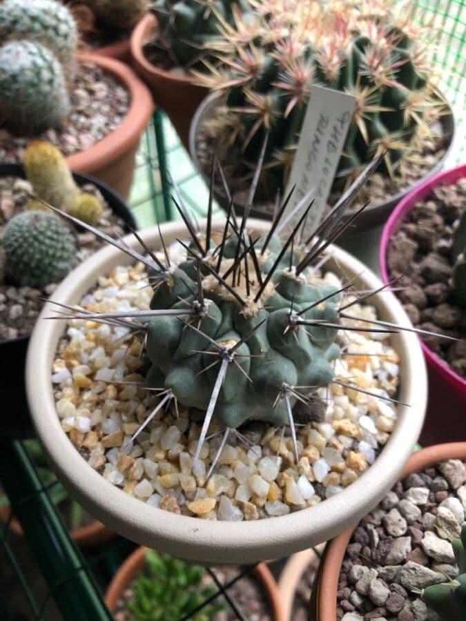 Thelocactus 6