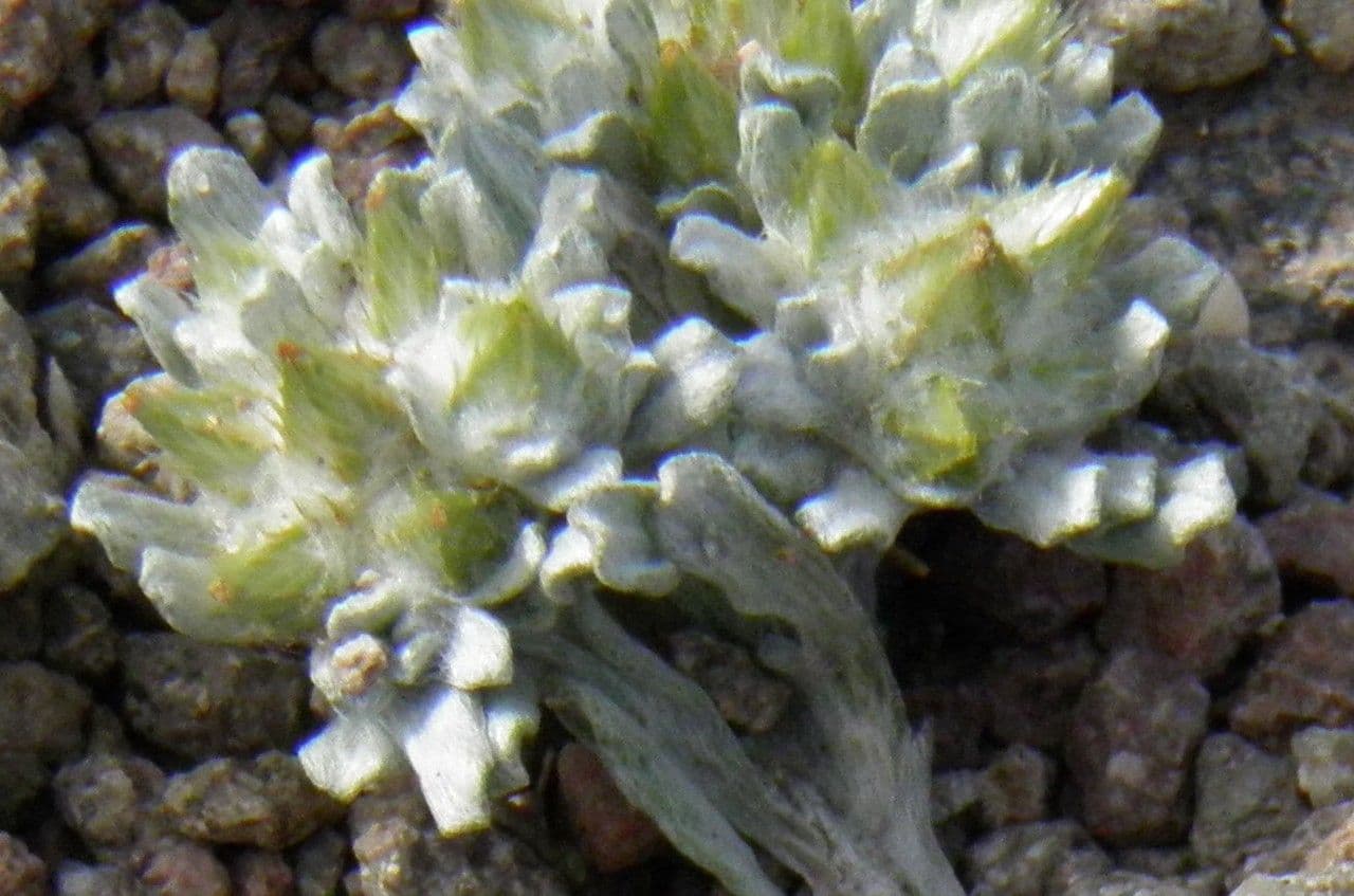 Bambagia spatolata 9