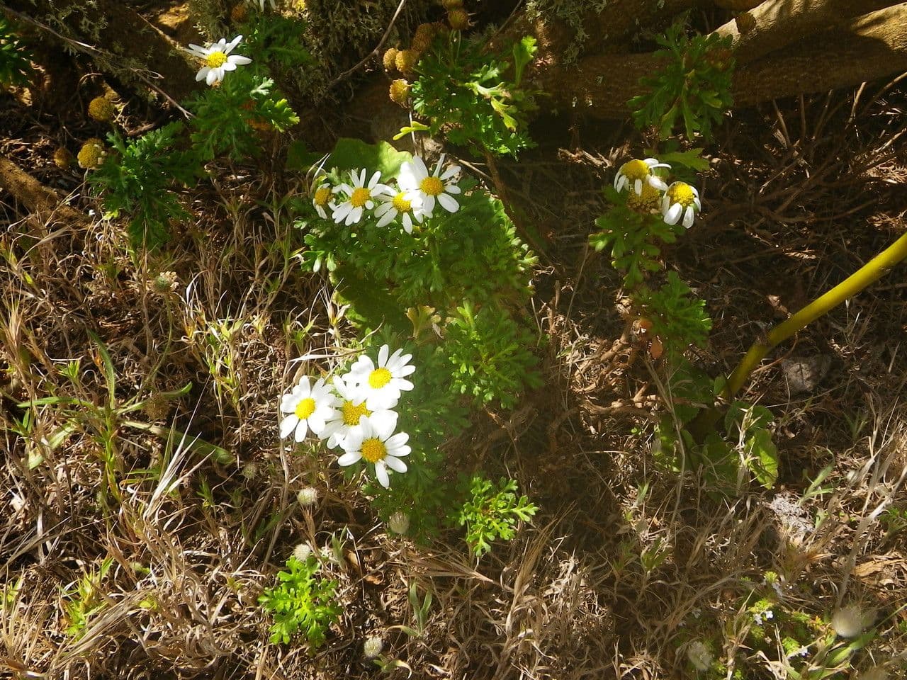 Argyranthemum 6