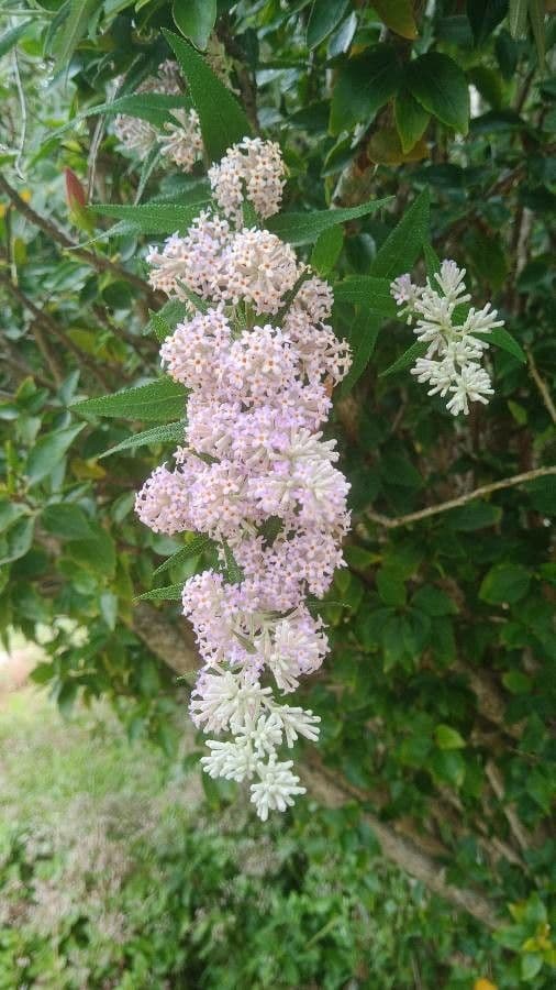 Salbei-Buddleie 4