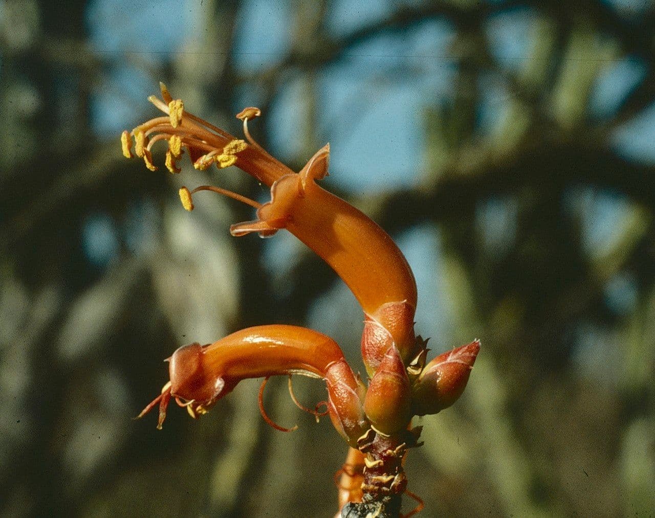 Fouquieria formosa
