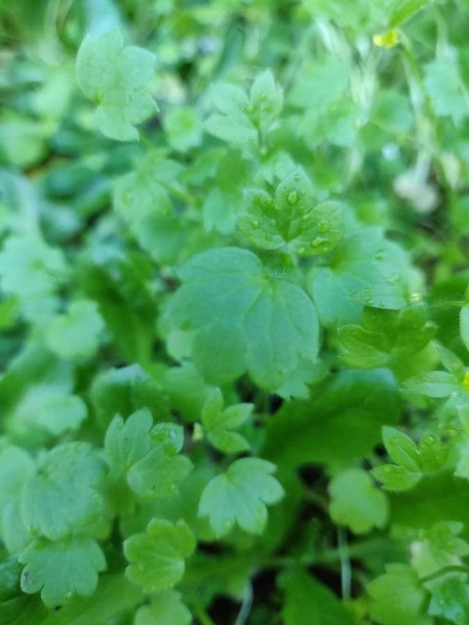 Ranunculus parviflorus 16