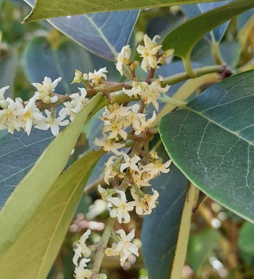 Citronela