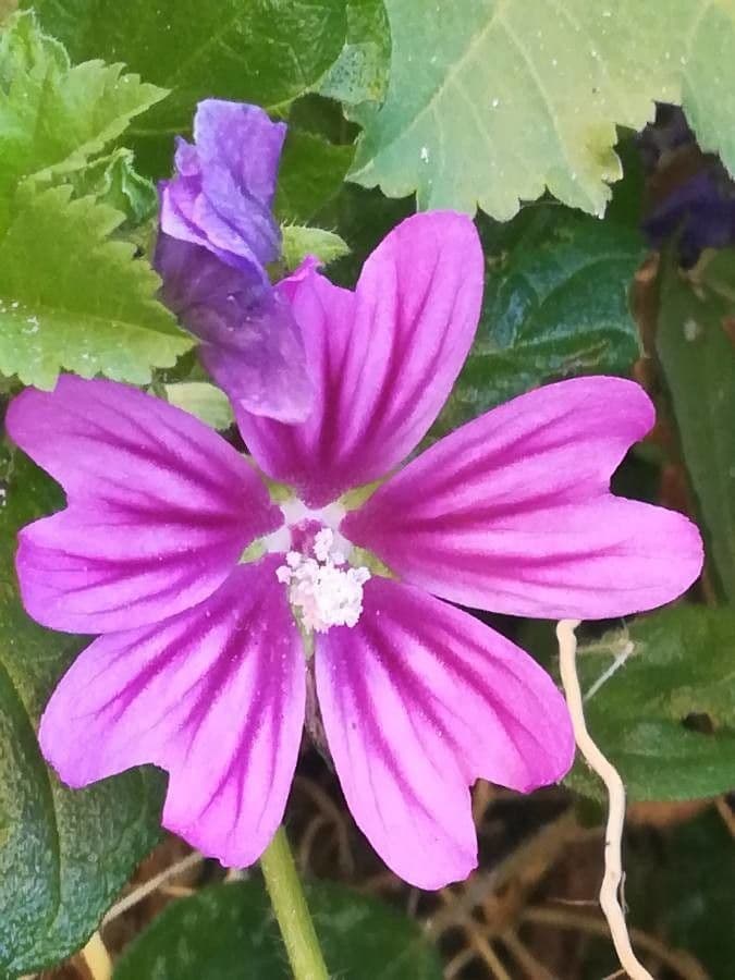Malva selvatica 9