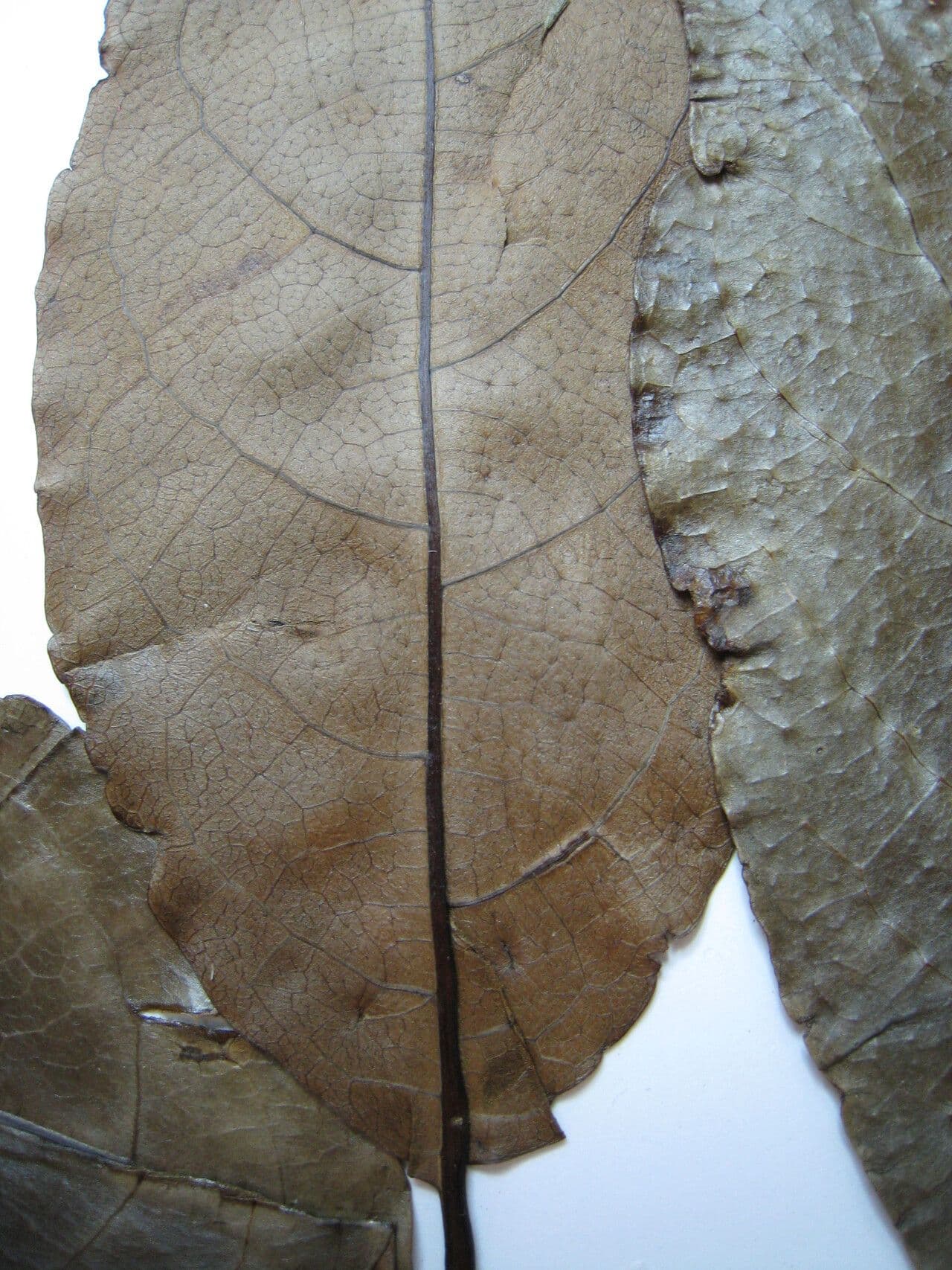 Cordia 4