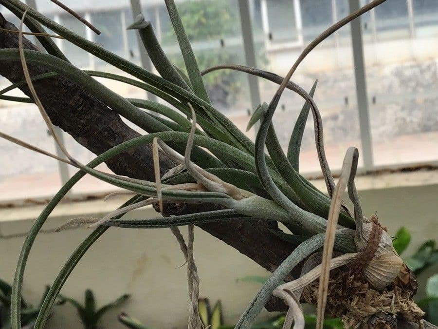 Tillandsia 3