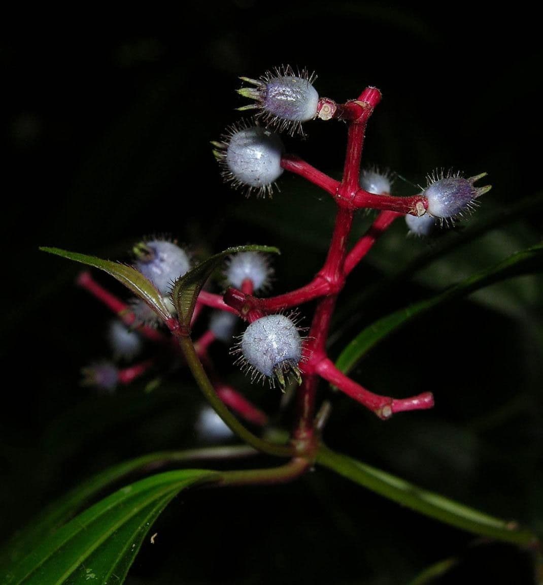 Miconia 19